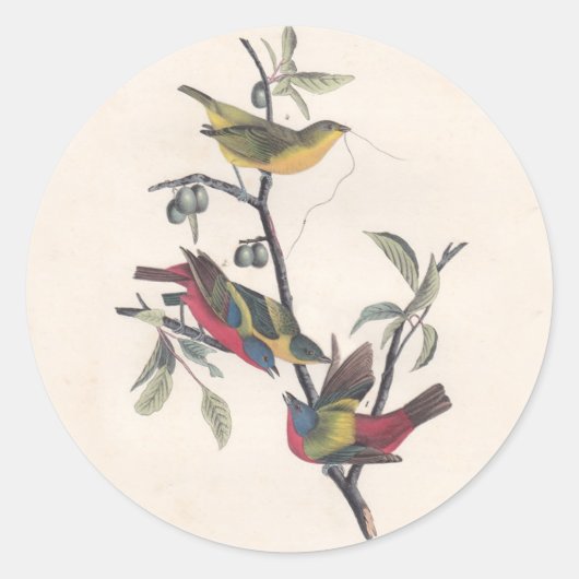 Sticker Rond Audubon Peint Bunting Bird Wildlife (Devant)