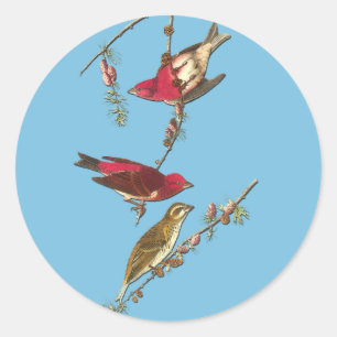 Sticker Rond Audubon Purple Finch Oiseaux