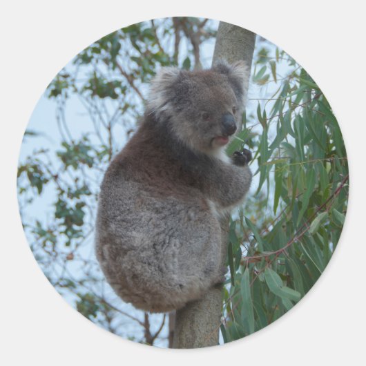 Sticker Rond Australie Kangaroo Island Koala dans un arbre (Devant)