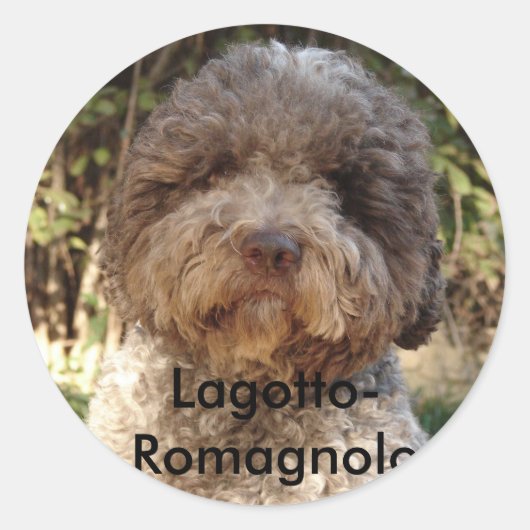 Sticker Rond autocollant, Lagotto-Romagnolo (Devant)