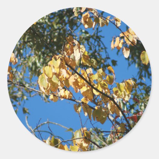 Sticker Rond Automne après-midi (Devant)