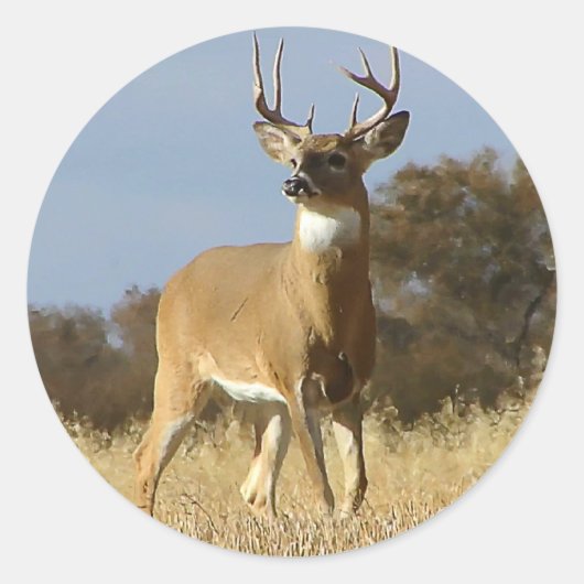 Sticker Rond Automne Whitetail Buck (Devant)