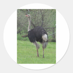 Sticker Rond Autruche