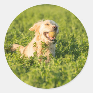 Sticker rond avec portrait de Golden Retriever