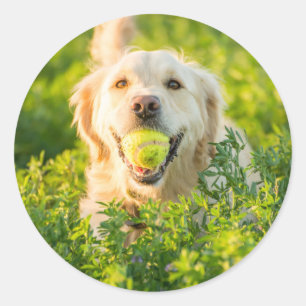 Sticker rond avec portrait de Golden Retriever