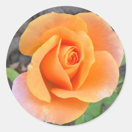 Sticker rond avec rose orange (Devant)