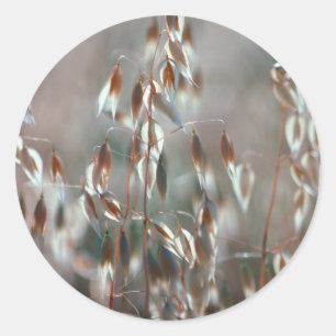Sticker Rond Avoine Mûre (Avena Sativa) Gros Plan. Ceres, Bolan