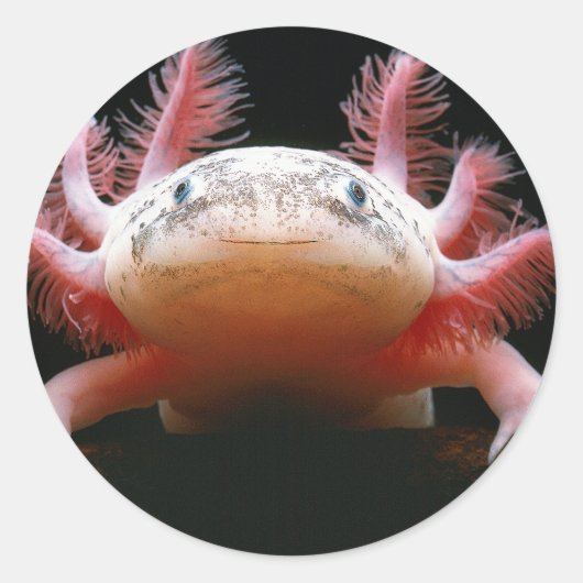Sticker Rond Axolotl.png (Devant)