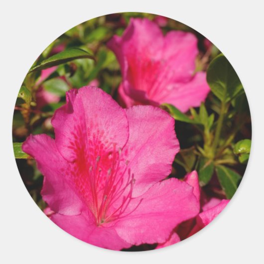 Sticker Rond Azaleas (Devant)