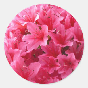 Sticker Rond Azalée rose