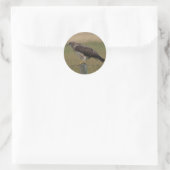 Sticker Rond B10 Swainson's Hawk (Sac)