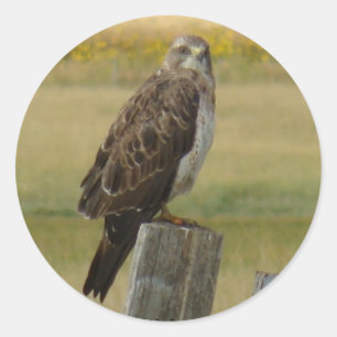 Sticker Rond B33 Buse de Swainson