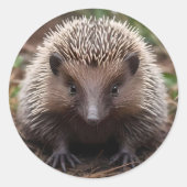 Sticker Rond Baby Australian Echidna, (Devant)