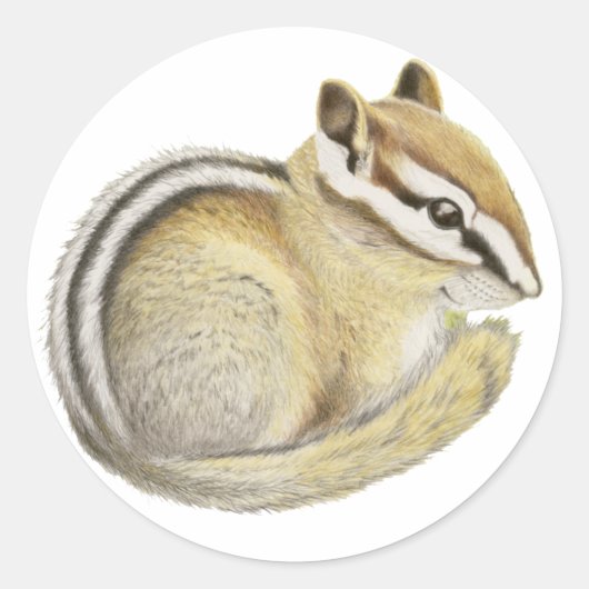 Sticker Rond Baby Chipmunk (Devant)