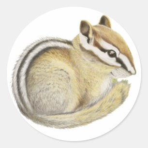 Sticker Rond Baby Chipmunk