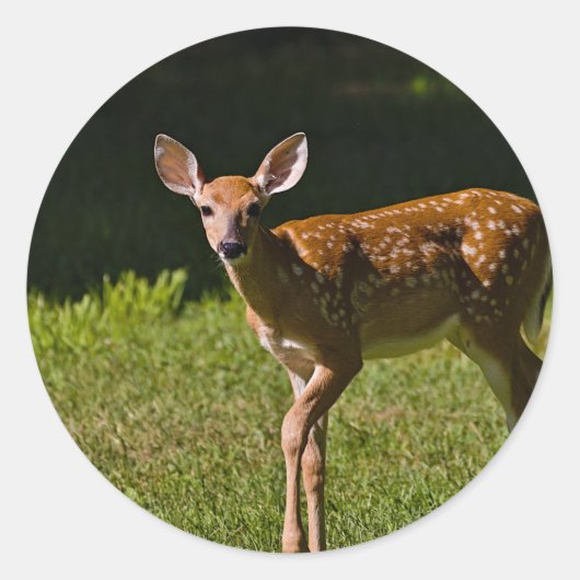 Sticker Rond Baby Deer (Devant)