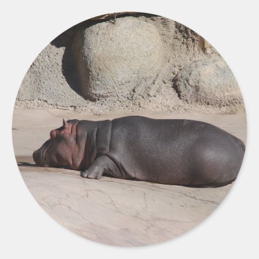 Sticker Rond Baby Hippo (Devant)