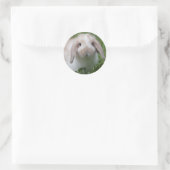Sticker Rond Baby Holland Lop Bunny (Sac)