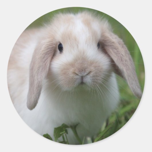 Sticker Rond Baby Holland Lop Bunny (Devant)
