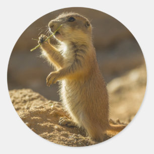 Sticker Rond Baby prairie chien mangeant, Arizona