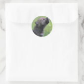 Sticker Rond Baby Wolf Howls (Sac)