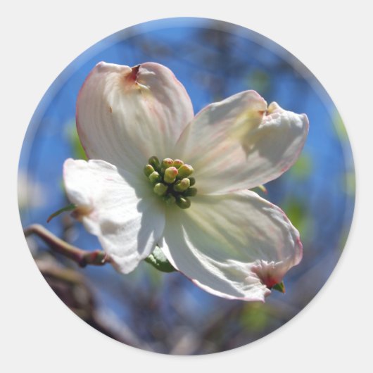 Sticker Rond Baguette blanche Fleur de Dogwood (Devant)