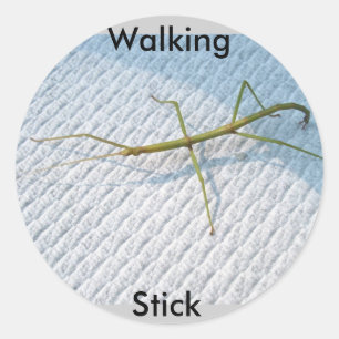 Sticker Rond Baguette commune (Diapheromera femorata)