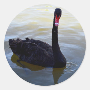 Sticker Rond Baignade De Cygne Noir Sur La Rivière,