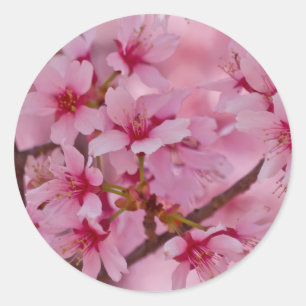 Sticker Rond Baigné dans les fleurs de cerisier japonaises rose