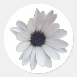 Sticker Rond Baise blanche avec purple Center Photo découpée