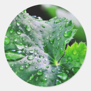Sticker Rond Baisses de gouttelettes d'eau de rosée