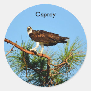 Sticker Rond Balbuzard pêcheur dans la nature