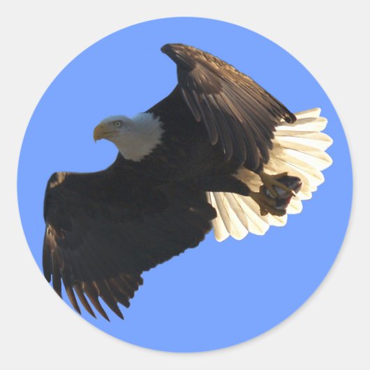 Sticker Rond Bald Eagle Vol Collection II (Devant)