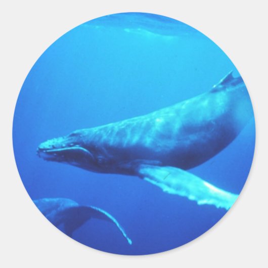 Sticker Rond Baleine à bosse (Devant)