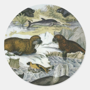 Sticker Rond Baleines, phoques et morses, animaux marins vintag