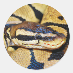 Sticker Rond Ball Python enroulé, Closeuse du visage