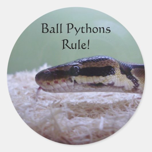 Sticker Rond Ball Pythons ! (Devant)