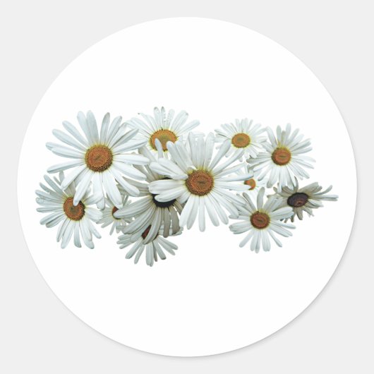 Sticker Rond Bande de marguerites blanches (Devant)