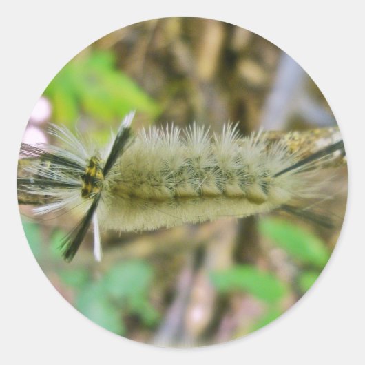 Sticker Rond Bande Tussock Moth Caterpillar (Devant)