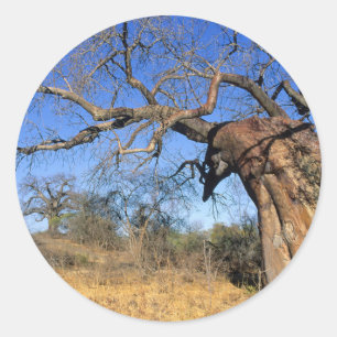 Sticker Rond Baobab (Adansonia Digitata), Parc national Kruger