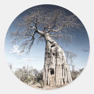 Sticker Rond Baobab dans le parc national des piscines de Mana,