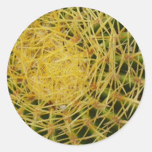 Sticker Rond Barrel Cactus Closeup Abstrait Nature Photographie