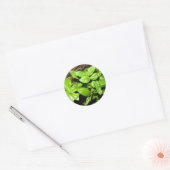 Sticker Rond Basil (Enveloppe)