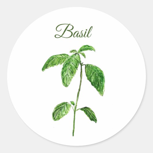 Sticker Rond Basil Herbes Aquarelle Cuisine Vert Rustique (Devant)