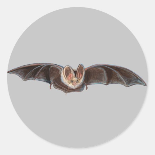 Sticker Rond Bat Pipistrellus pipistrellus Illustration Gris (Devant)
