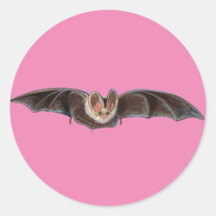 Sticker Rond Bat Pipistrellus pipistrellus illustration rose