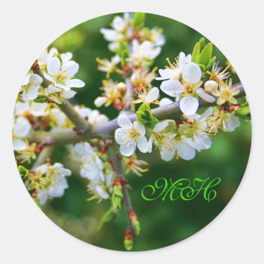 Sticker Rond Baubépine de printemps à pattes de soleil (Devant)