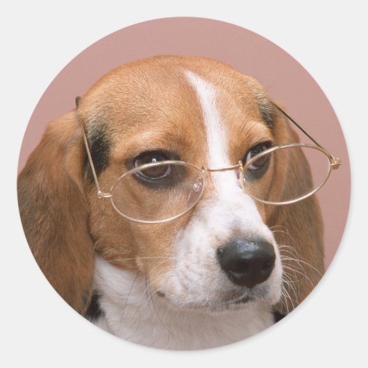 Sticker Rond Beagle avec lunettes (Devant)