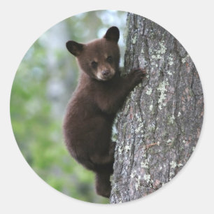 Sticker Rond Bear Cub