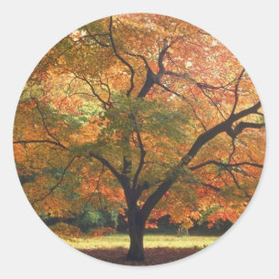 Sticker Rond Beau arbre d'automne